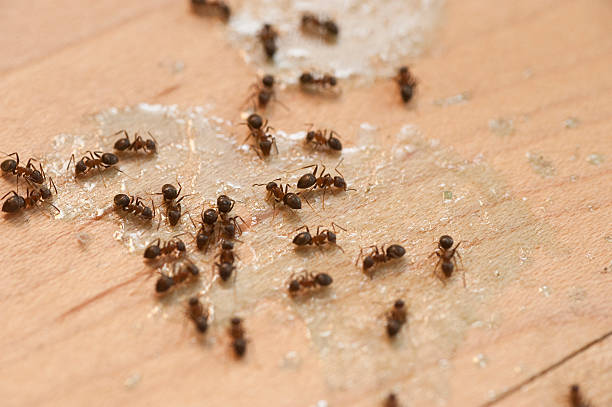 Best Pest Control Near Me  in Church Hill, PA